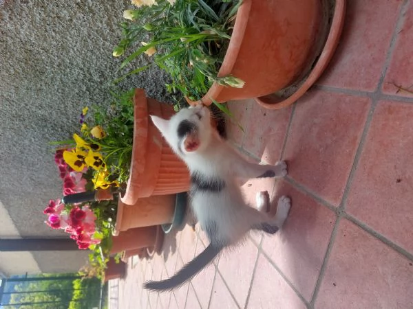 Gattini in adozione | Foto 1