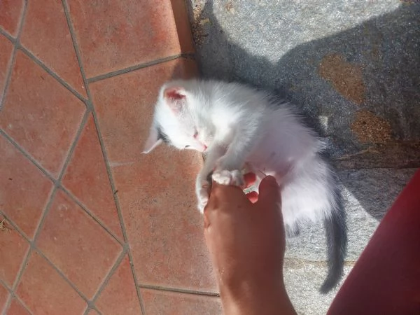 Gattini in adozione | Foto 0