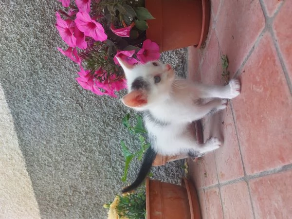 Gattini in adozione
