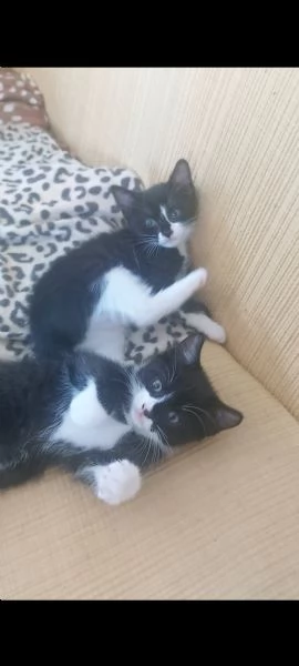 Gattina in regalo