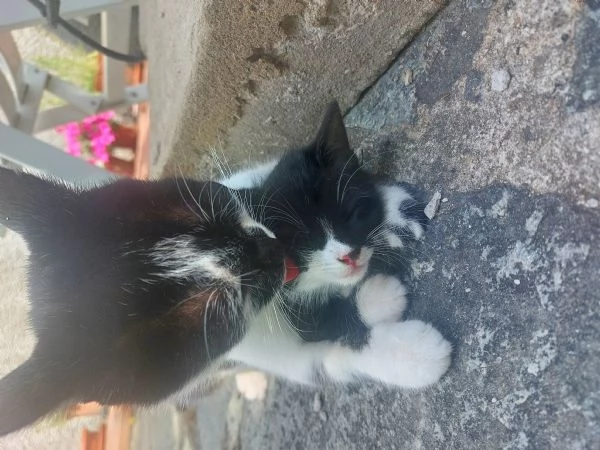 Gattina in regalo | Foto 2