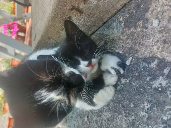 Gattina in regalo | Foto 1