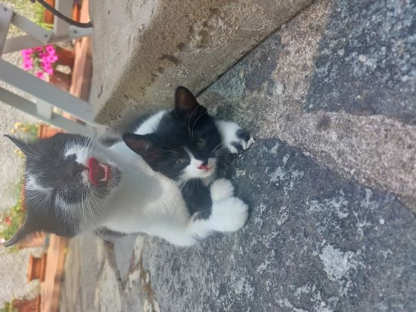 Gattina in regalo | Foto 0