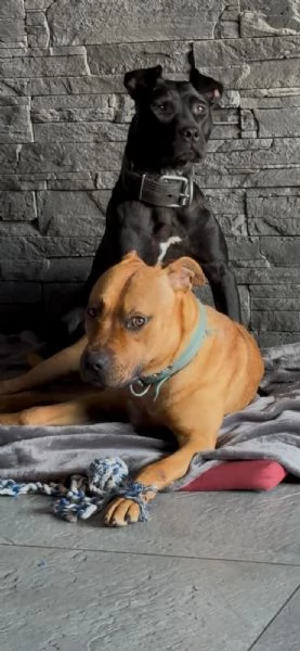 Cuccioli di Pitbull | Foto 2