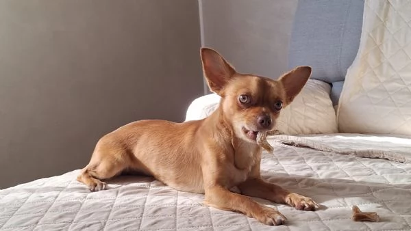 Chihuahua maschio castrato un anno  | Foto 2
