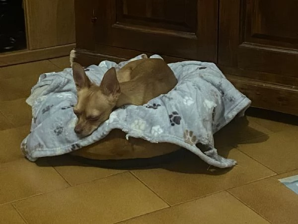 Chihuahua maschio castrato un anno  | Foto 1