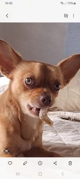 Chihuahua maschio castrato un anno 