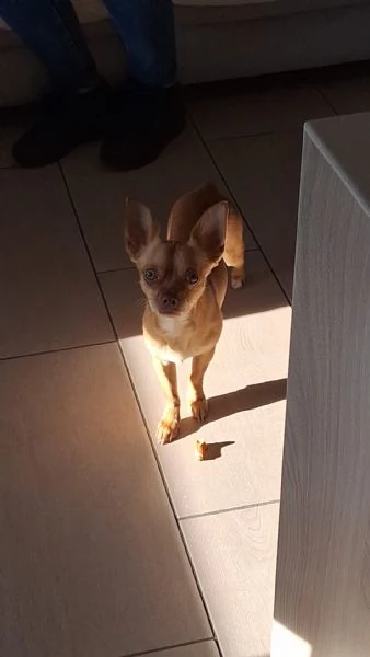 Chihuahua maschio castrato un anno  | Foto 0