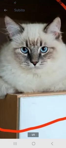 Gatto siberiano regdol xl