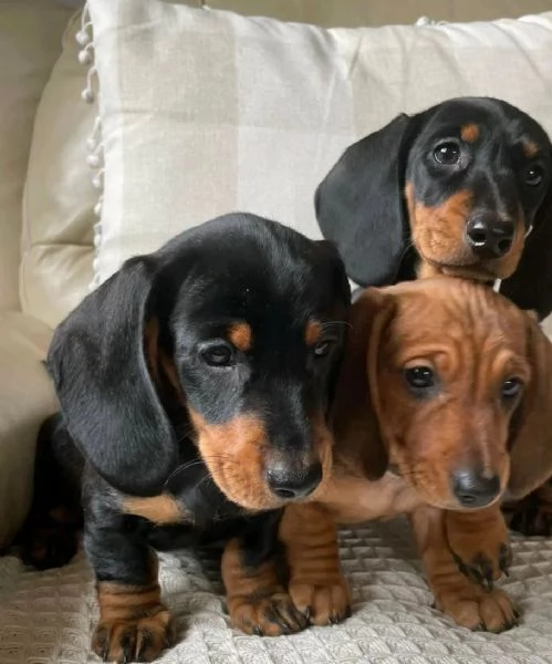 Cucciolo bassotto | Foto 1