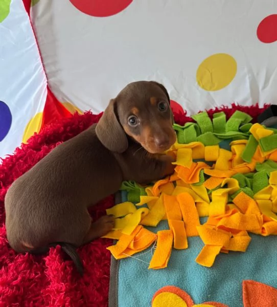 Cucciolo bassotto | Foto 0