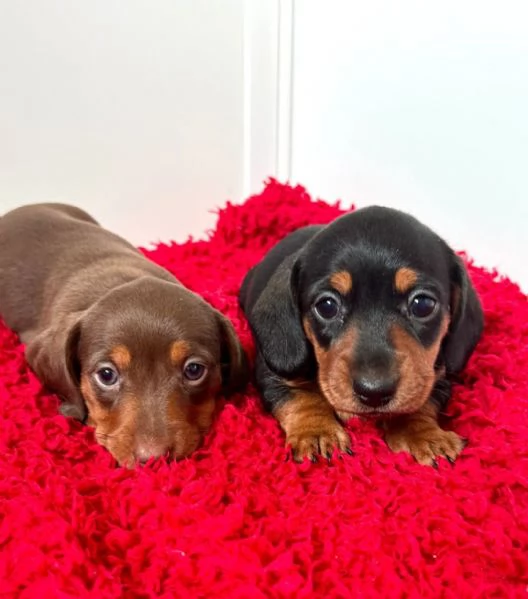 Cucciolo bassotto | Foto 2