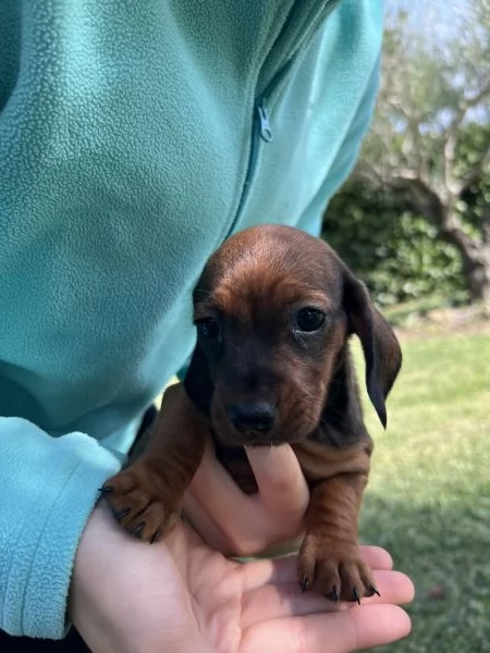 Bassotto nano marrone fulvo  | Foto 4