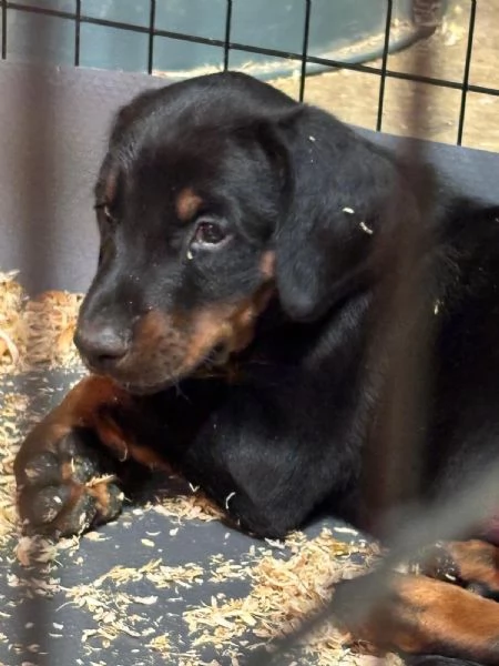 Cuccioli doberman  | Foto 4