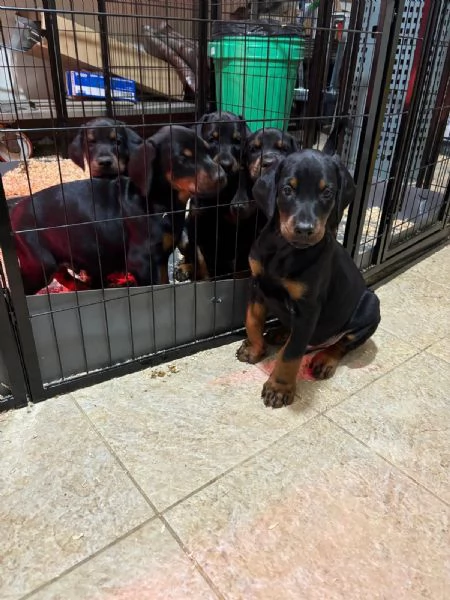 Cuccioli doberman  | Foto 1