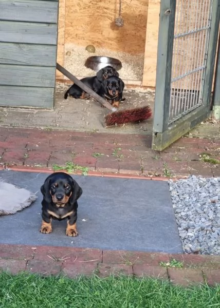 Cuccioli di Bassotto Nano in cerca di una casa per sempre | Foto 3