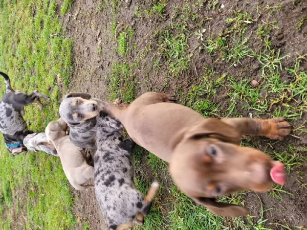 Cuccioli di Bassotto Nano in cerca di una casa per sempre | Foto 2