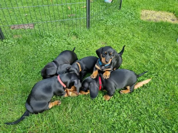 Cuccioli di Bassotto Nano in cerca di una casa per sempre | Foto 0
