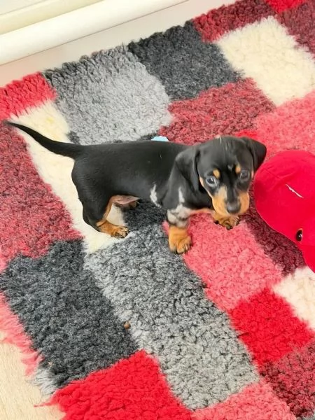 Tre bellissimi cuccioli di bassotto di un colore speciale cercano una famiglia fantastica | Foto 5