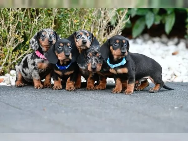 Tre bellissimi cuccioli di bassotto di un colore speciale cercano una famiglia fantastica | Foto 1