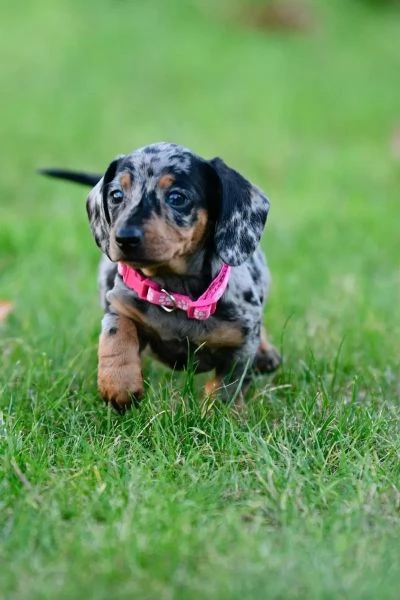 Tre bellissimi cuccioli di bassotto di un colore speciale cercano una famiglia fantastica | Foto 0
