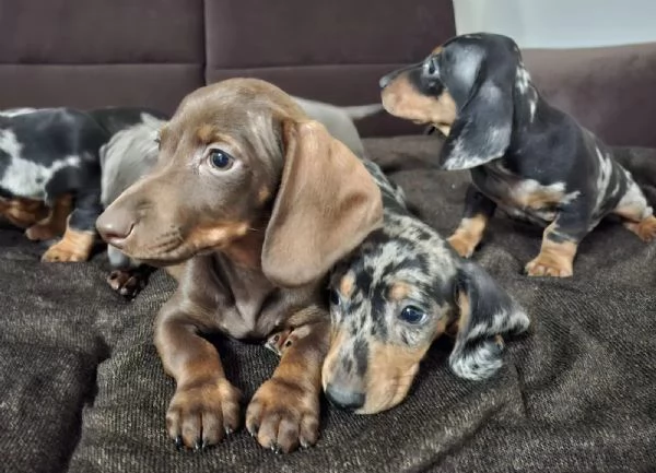 Cuccioli di bassotto in miniatura | Foto 2