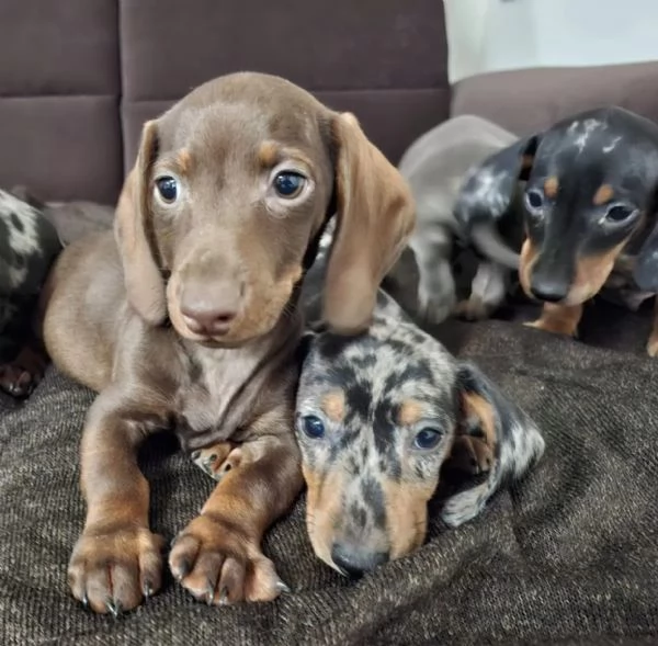 Cuccioli di bassotto in miniatura | Foto 0