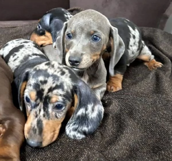 Cuccioli di bassotto in miniatura