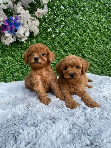 Cuccioli di Barboncino Toy di razza pura color mogano scuro con pedigree pronti per le loro nuove | Foto 2