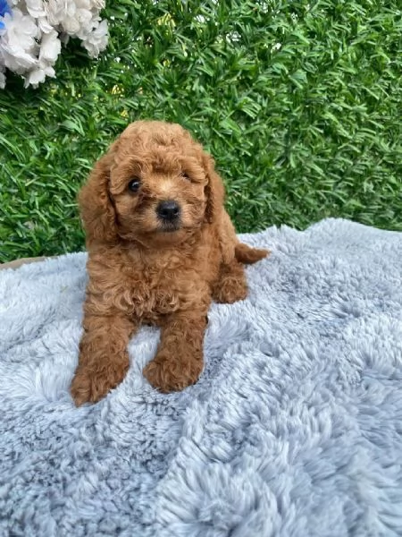 Cuccioli di Barboncino Toy di razza pura color mogano scuro con pedigree pronti per le loro nuove | Foto 1