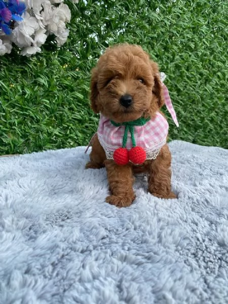 Cuccioli di Barboncino Toy di razza pura color mogano scuro con pedigree pronti per le loro nuove | Foto 0