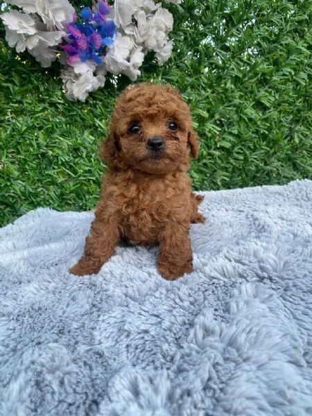 Cuccioli di Barboncino Toy di razza pura color mogano scuro con pedigree pronti per le loro nuove