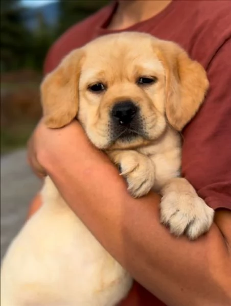 Cuccioli Labrador Retriver con pedigree | Foto 4