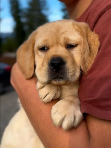 Cuccioli Labrador Retriver con pedigree | Foto 3