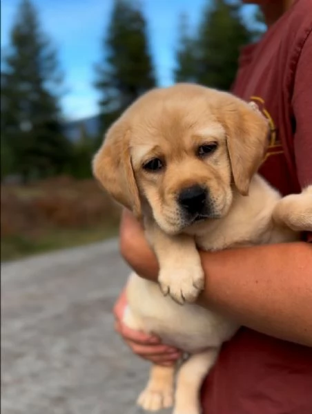 Cuccioli Labrador Retriver con pedigree | Foto 0