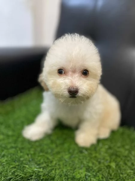 Cuccioli di Barboncini toy