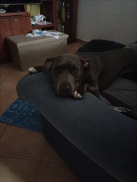 Regalo cucciola di amstaff 