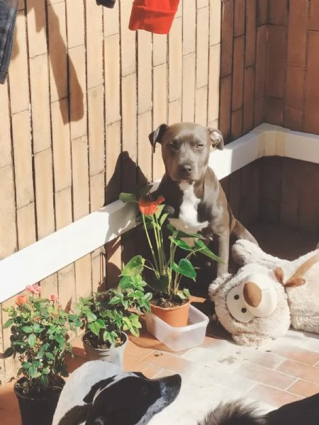 Regalo cucciola di amstaff  | Foto 1