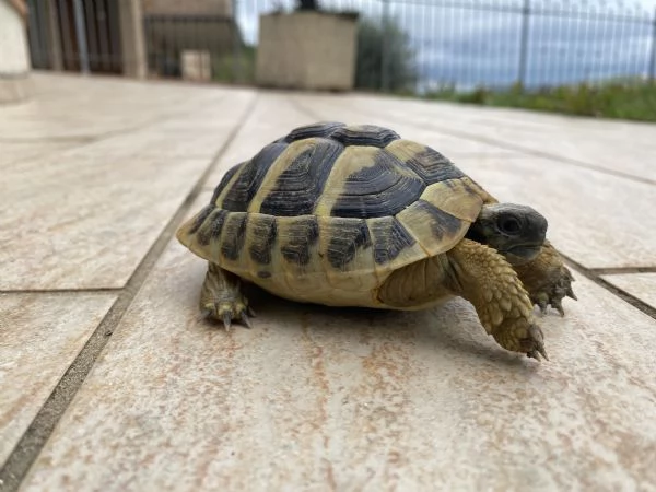 Tartarughe testudo Hermanni Boettgeri 