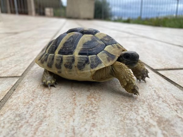 Tartarughe testudo Hermanni Boettgeri  | Foto 5
