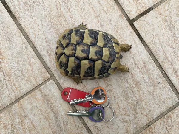 Tartarughe THB | Foto 1