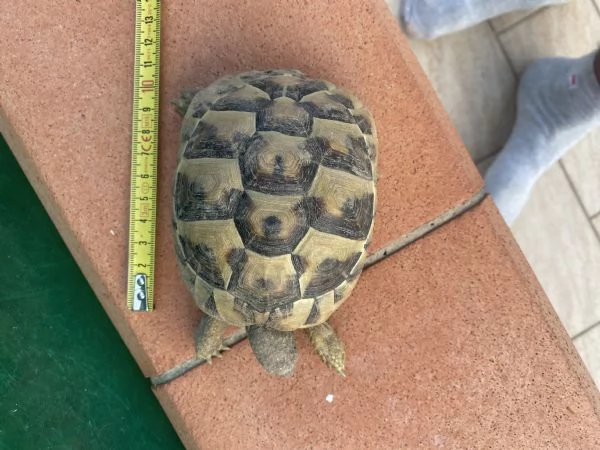 Tartarughe THB | Foto 0
