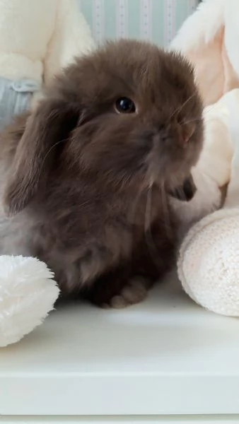 Cuccioli Ariete nano minilop 