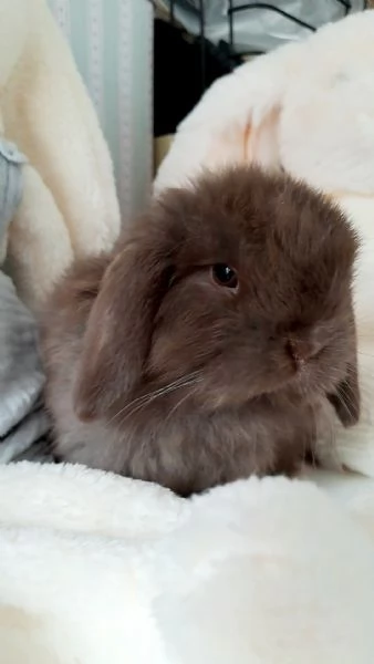 Cuccioli Ariete nano minilop  | Foto 3