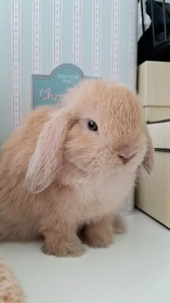 Cuccioli Ariete nano minilop  | Foto 1