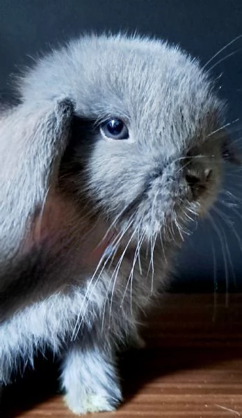 Ariete nano minilop | Foto 1