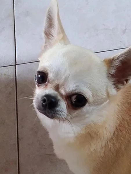 Chihuahua femmina
