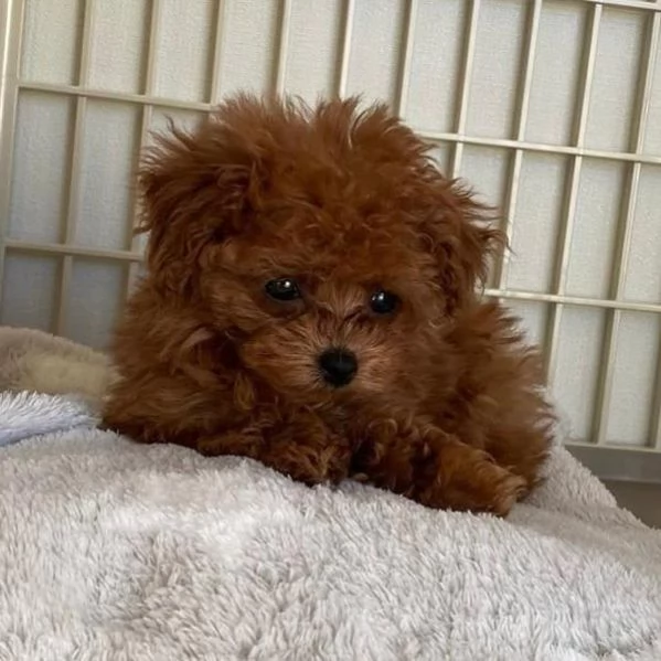 Cuccioli di barboncino vaccinati Regalo