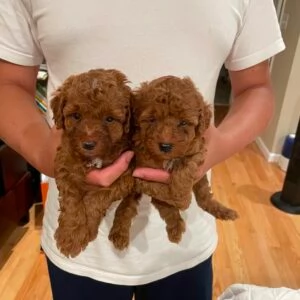 Regalo cuccioli di barboncino maschio e femmina