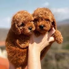 Regalo cuccioli di Barboncino maschi e femmine in buona salute